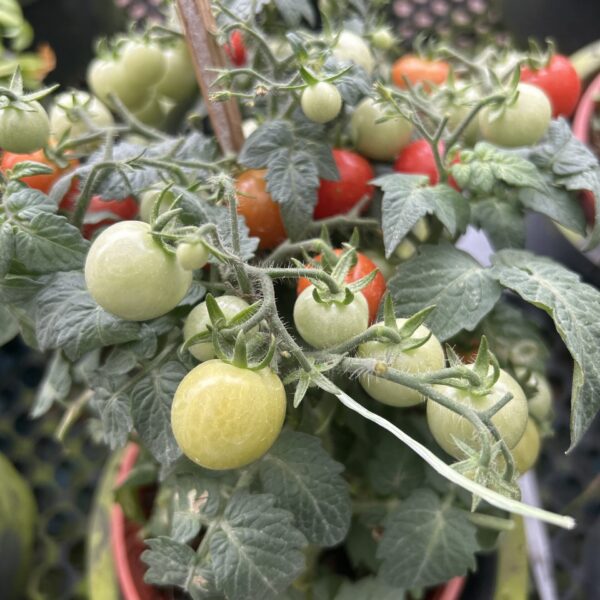 CHERRY TOMATO