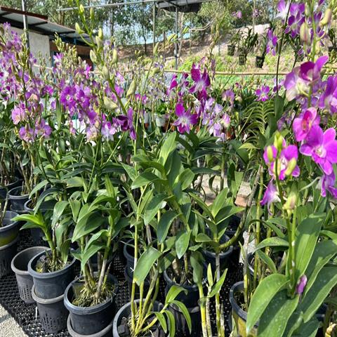 ORCHID DEN MIX