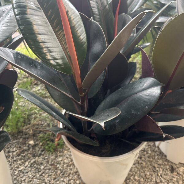 FICUS BURGUNDY 3IN1