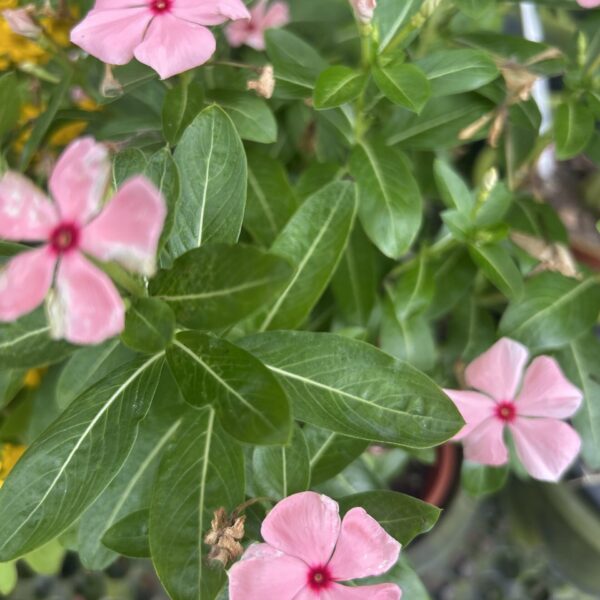 VINCA