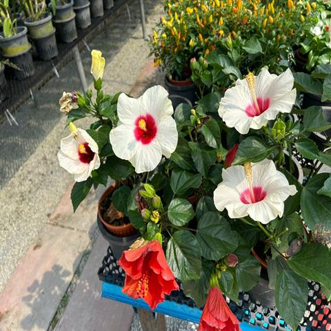 HIBISCUS HOLLAND