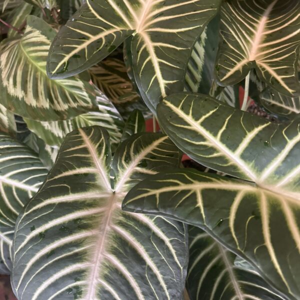 XANTHOSOMA 622PT
