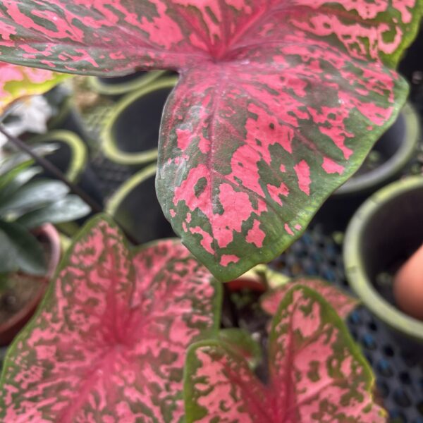 CALADIUM - YH