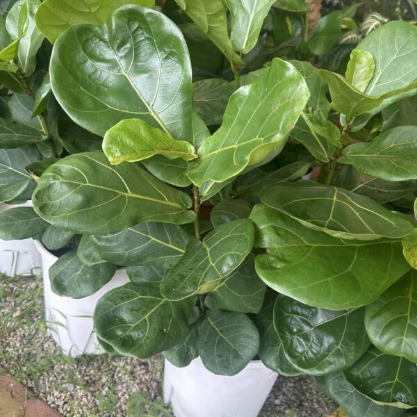 FICUS LYRATA 260PT
