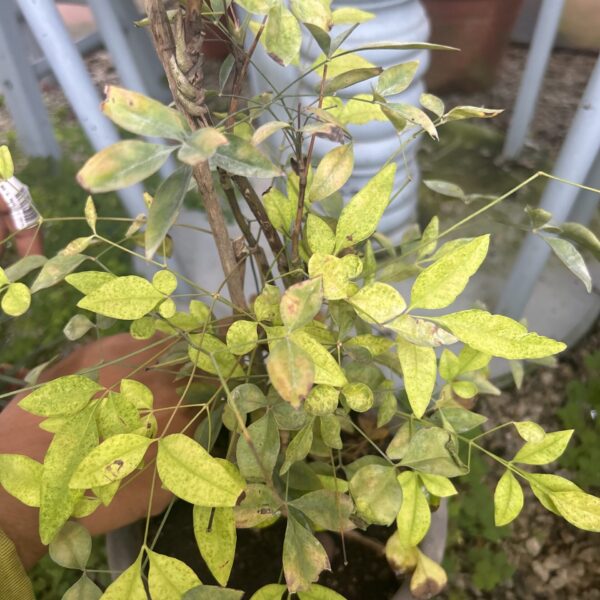 NANDINA DOMESTICA