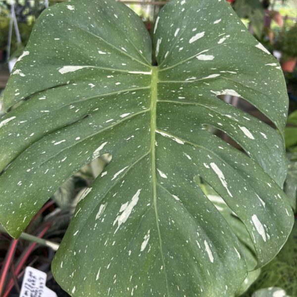 MONSTERA THAI CONSTELLTION 170MM