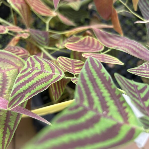 OXALIS GREEN / CHRISTIA
