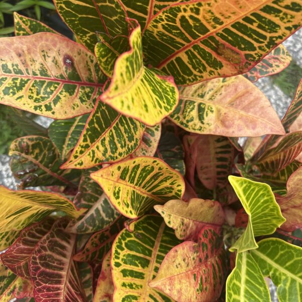 PUDDING / CODIAEUM (260PT)