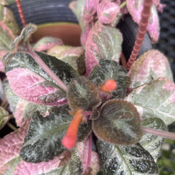 EPISCIA PINK