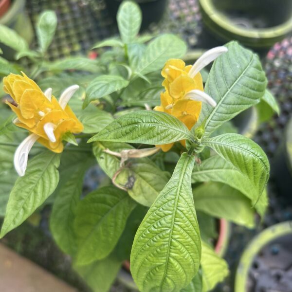 PACHYSTACHYS LUTEA