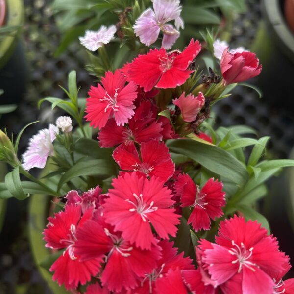 DIANTHUS 150PT