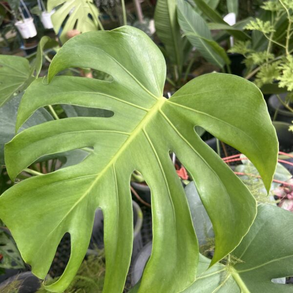 MONSTERA (GFN)