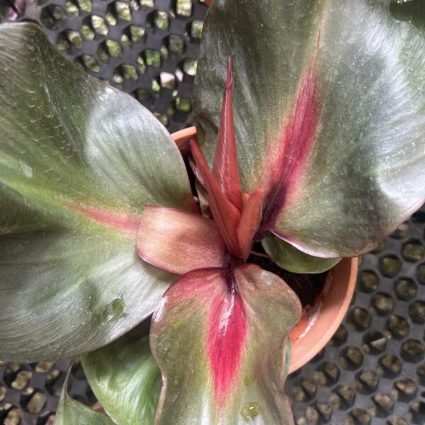 PHILODENDRON RED HEART