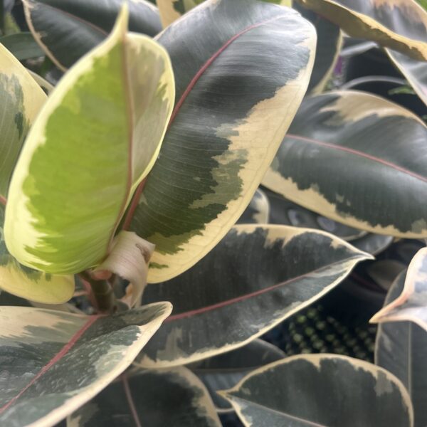 FICUS TINEKE