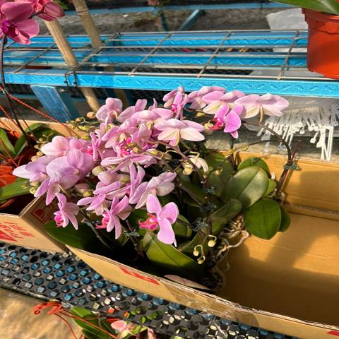 PHALAENOPSIS 2.5