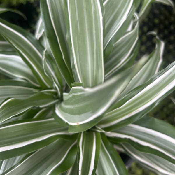 DRACAENA WHITE JEWEL