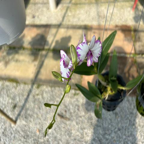 ORCHID INOBI