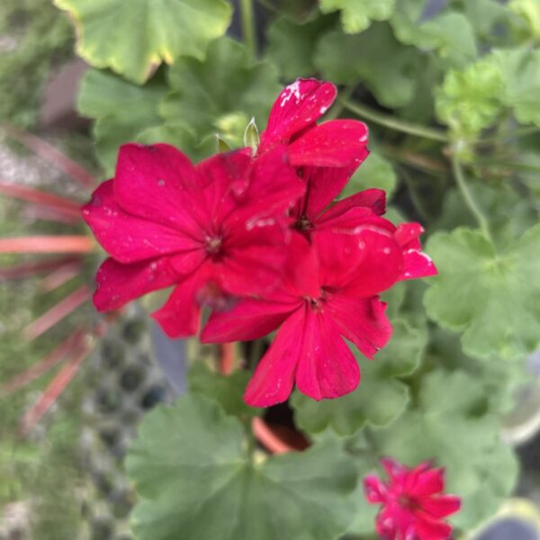 PELARAGONIUM / GERANIUM