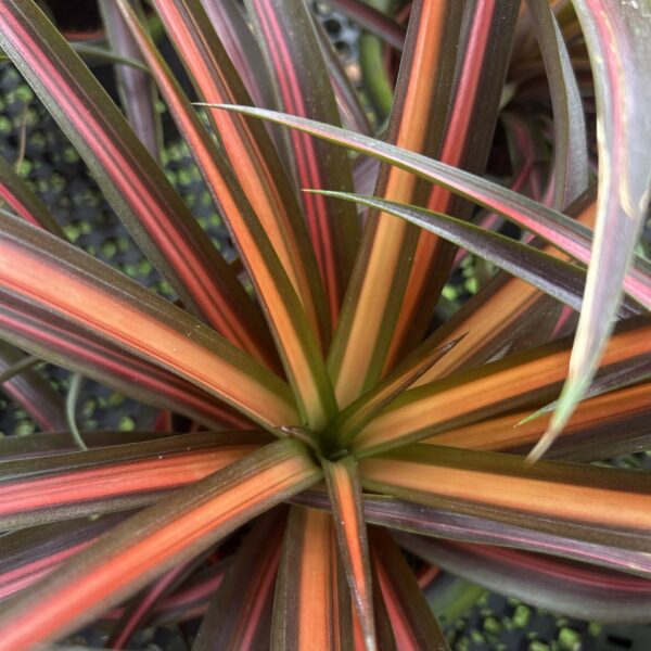 ANANAS LAVA BURST