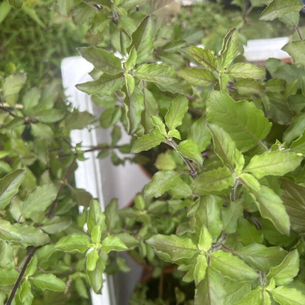 HOLY BASIL PURPLE