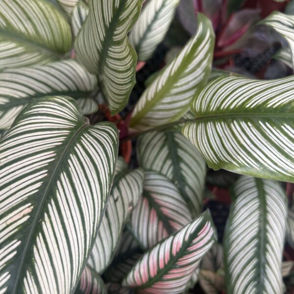 CALATHEA WHITE STAR