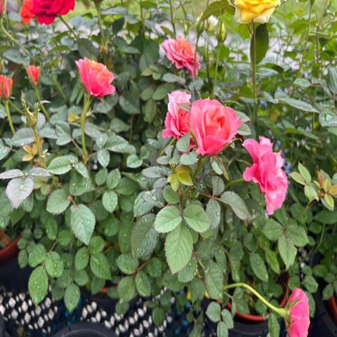 MINI ROSE (ROSA PATIO)