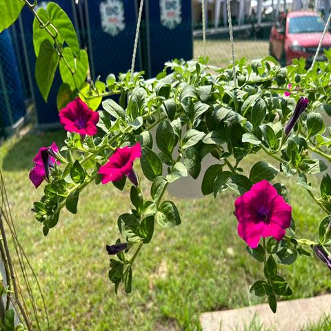 PETUNIA HYBRIDA