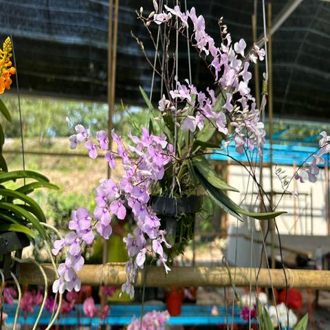 ORCHID INOPSIS