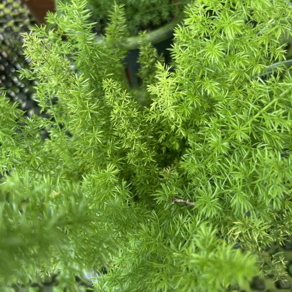 ASPARAGUS MEYERII