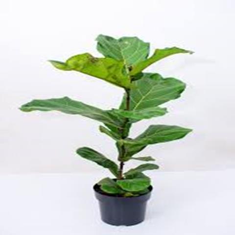 FIWS LYRATA 4 STEMS