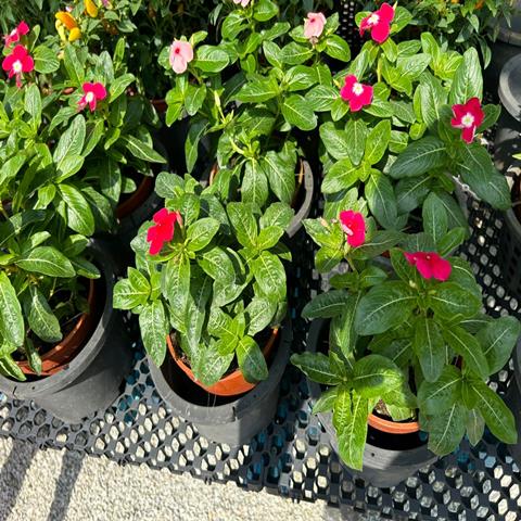 VINCA / CATHARANTUS ROSEUS