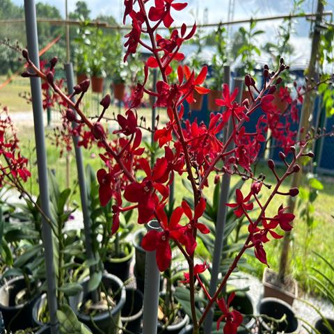 ORCHID KALSOM