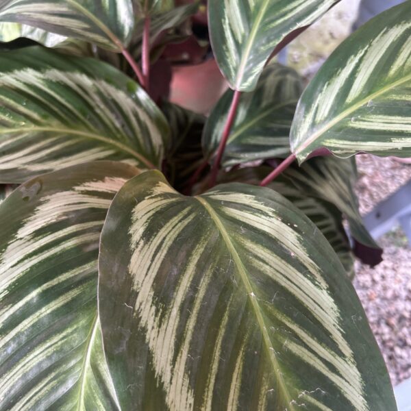 CALATHEA BICAJOUX