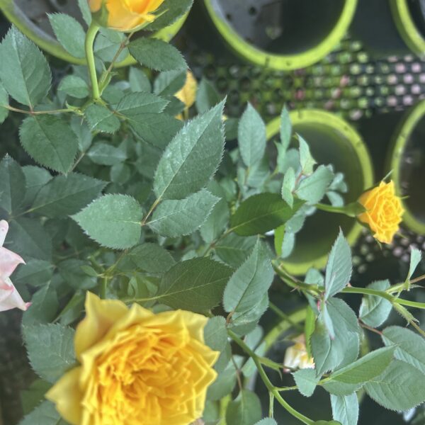 MINI ROSE