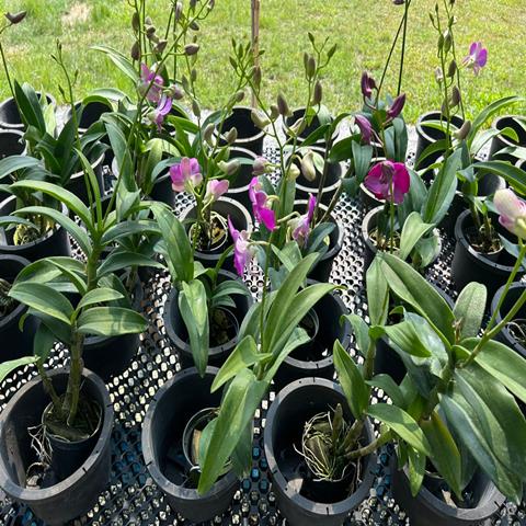ORCHID DEN MINI