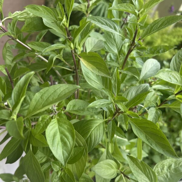 OCIMUM BACILICUM - TULSI HITAM