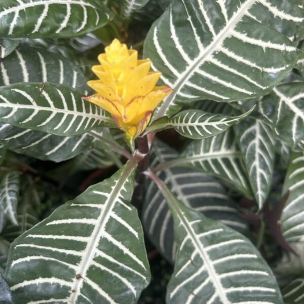 ALPHELANDRA DANIA (DAUN ZEBRA)