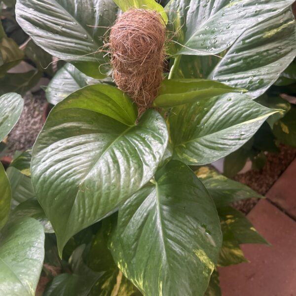 MONEY PLANT NEON QUEEN 3FT