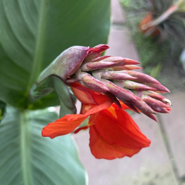CANNA HYBRID