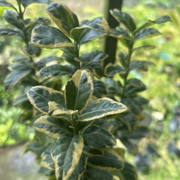 EUONYMUS MIX