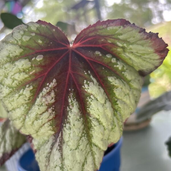 BEGONIA LEAF