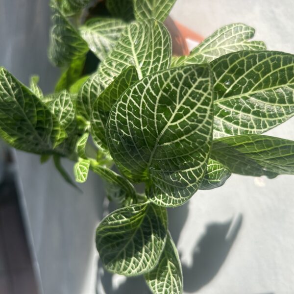 FITTONIA MIX