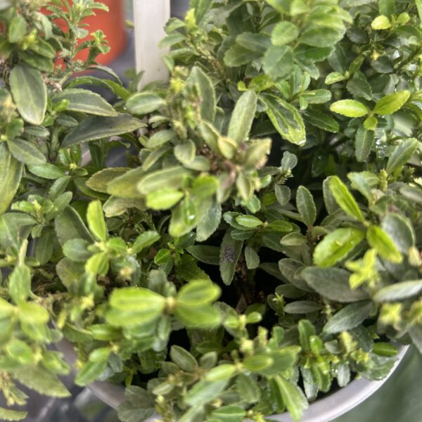 BUXUS VARIEGATA