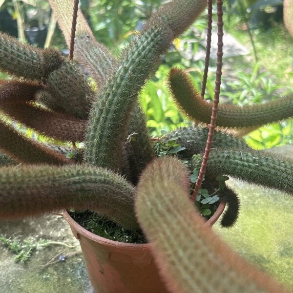 CACTUS APPOLO H/G RED
