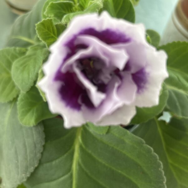 GLOXINIA -GF