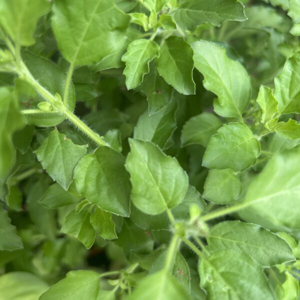 THAI BASIL