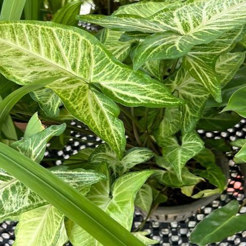 PHILODENDRON PARAISO VARIEGATED
