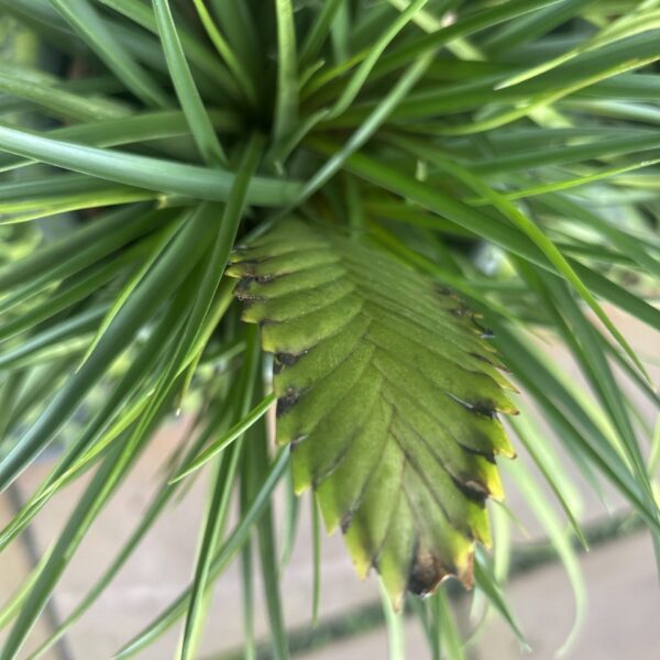 TILANDSIA FUNKIANA CLUMP