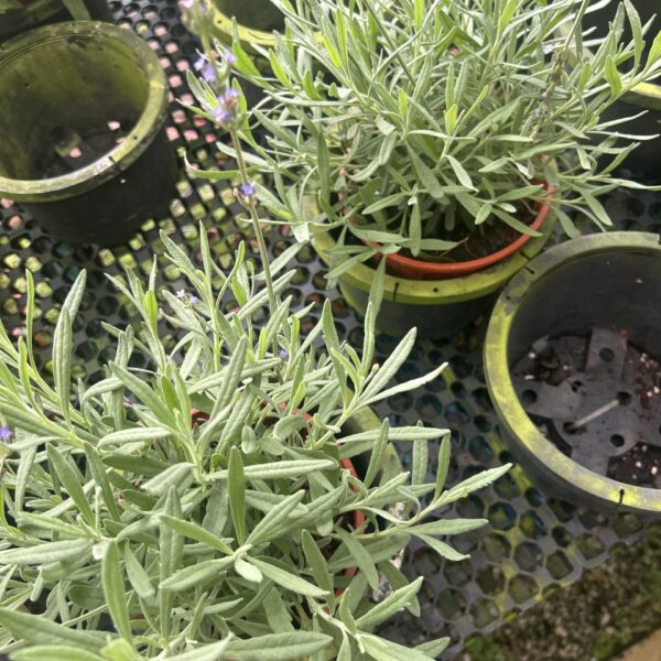LAVENDER