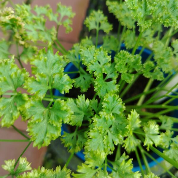 ITALY PARSLEY